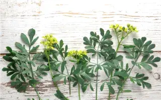 Ruda, una planta que puede ayudarte a sacar las malas energías de tu casa.