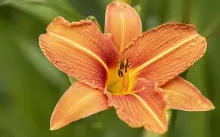 Hemerocallis: una flor que vuelve una y otra vez.
