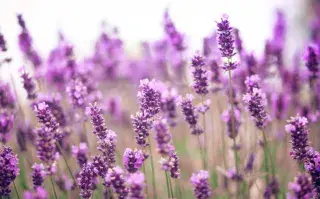 Es una planta que se encuentra en muchas casas argentinas pero que pocos conocen sus poderes mágicos El truco para reproducir la lavanda.