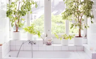 Ficus: las 4 especies tendencia este 2024.