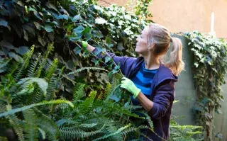 La hiedra, una de las plantas trepadoras de exterior que más resisten al calor.