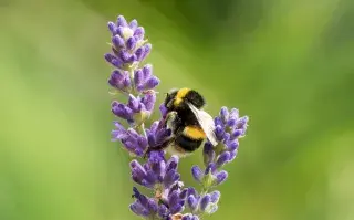 Lavanda, una de las 5 plantas con flores más bellas.