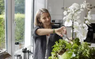 Qué significa tener una orquídea en casa.