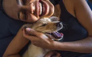 Cómo cuidar a tus mascotas de la piroctenia.