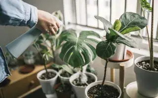Platas ideales para el interior que no llevan mucho cuidado.
