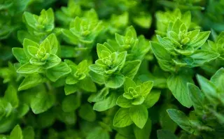 El truco para plantar orégano en una maceta.