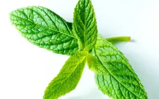 Menta: un ritual con 13 hojas para atraer dinero.