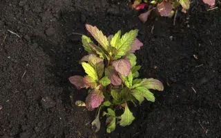El epazote es la hierba aromática para eliminar la envidia y las malas energías.