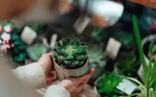 El Feng Shui considera a las suculentas como plantas para atraer y generar abu00ndancia en nuestro hogar.