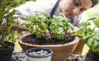 ¿Cómo cultivar albahaca en casa?