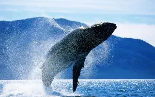 Las ballenas están en peligro de extinción: cómo podemos adoptar una.
