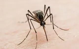 El truco simple y barato para ahuyentar a los mosquitos de tu casa dela manera más fácil.