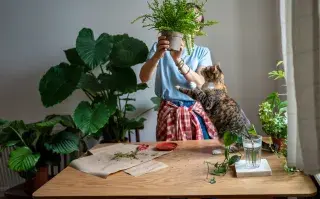 Las plantas tropicales que seleccionamos son fáciles de cuidar y se adaptan muy bien a los espacios de interior.