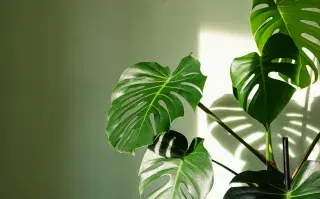 Monstera deliciosa. Necesita buena luz aunque de manera indirecta para que sus hojas no se quemen.