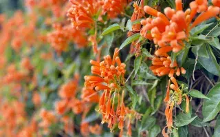 Pyrostegia venusta (Flor de San Juan)