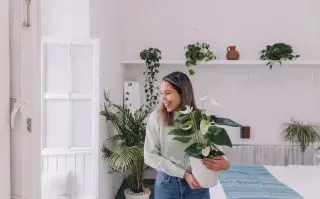 Las mejores plantas para decorar tu casa.