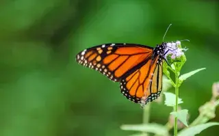 Invasión de mariposas en la ciudad.