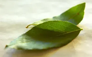 4 rituales con laurel para convocar a la abundancia.