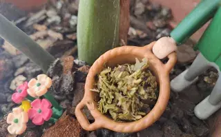 yerba-cafe-plantas.jpeg