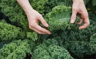 Los beneficios del kale, el superalimento que ya conquistó nuestros paladares.