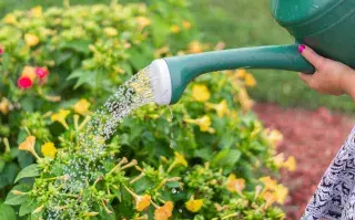 Los trucos para usar agua oxigenada en la jardinería