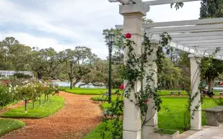 Entregan brotes de rosas en El Rosedal de Palermo.