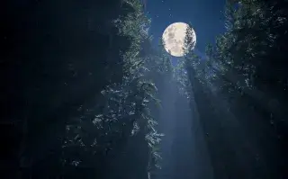 Una luna llena entre la copa de los árboles nocturnos.