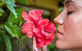  La poda es clave para la flor china: no solo da forma a la planta, sino que también estimula nuevos brotes, que son vitales para la producción de las flores.