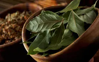 Así es el ritual del feng shui con laurel para atraer abundancia: hacelo el último día de cada mes Hojas de laurel en un cuenco.