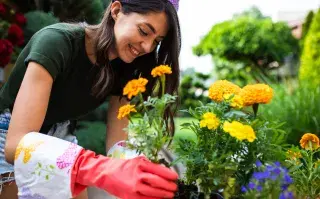 Existen plantas y flores que no conviene tener en casa porque atraen mosquitos, moscas y otros insectos.