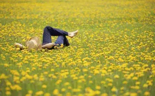 Las flores y hojas del diente de león tiene beneficios múltiples para la salud.