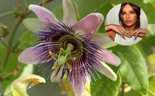 Passiflora ligularis, conocida como granadilla o granada china, es una planta trepadora