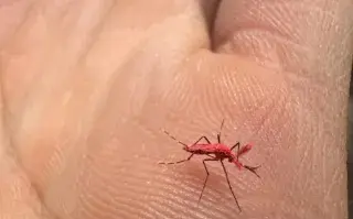 Los mosquitos rojos fluorescentes fueron liberados en un barrio mendocino para combatir el dengue.