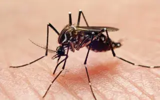 El mosquito del dengue es, también, el transmisor del virus zika