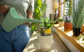 Las plantas cumplen una función fundamental en tu hogar: renuevan y limpian el aire.