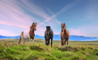 Test de personalidad: según el caballo que elijas, descubrirás un talento oculto caballos en un campo