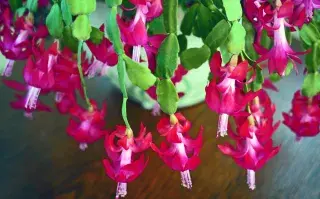 El cactus de Navidad es una planta que proviene de Brasil