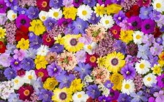 Test visual: según la flor que elijas descubrirás algo nuevo de tu personalidad Variedad de flores.