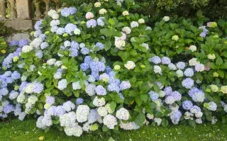 Las hortensias pueden cambiar de color según el sustrato con el que se nutran