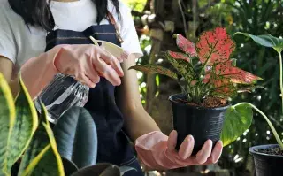 Para cuidar tus plantas es necesario que cuenten con suelos bien drenados y la luz justa y necesaria.