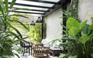 Con sombra o media sombra, especies que igual crecen y dan verdor al ambiente exterior.