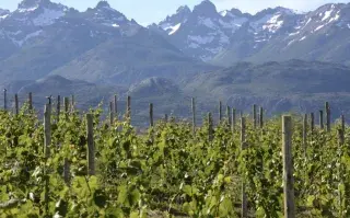 Vacaciones de verano: la ruta del vino de la Patagonia que tenés que conocer La Patagonia tiene su ruta del vino.