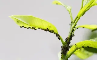 Foto de planta con hormigas.