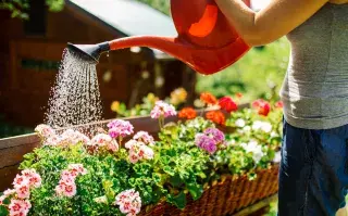 Foto de plantas.