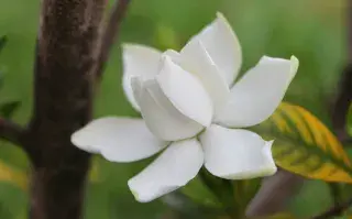 Los jazmines son flores muy codiciadas: unas reinas que deben tener buenas defensas para defenderse de los ataque externos.