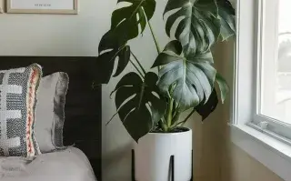 planta de interior