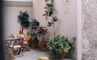 plantas deco fáciles de cuidar