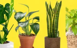 Test visual: elegí una planta y descubrí detalles de tu personalidad test-visual-plantas-1.jpg