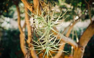 Pasar el clavel del aire de un florero en casa a un árbol del jardín, puede ser un viaje sin retorno.