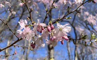 El árbol del cerezo es ideal para plantar en tu hogar